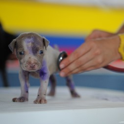 Riverside CA vet assistant taking vital signs of puppy