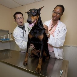 Yuma CO vet tech holding dog during exam