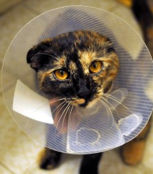 cat wearing cone after vet surgery in San Simon AZ